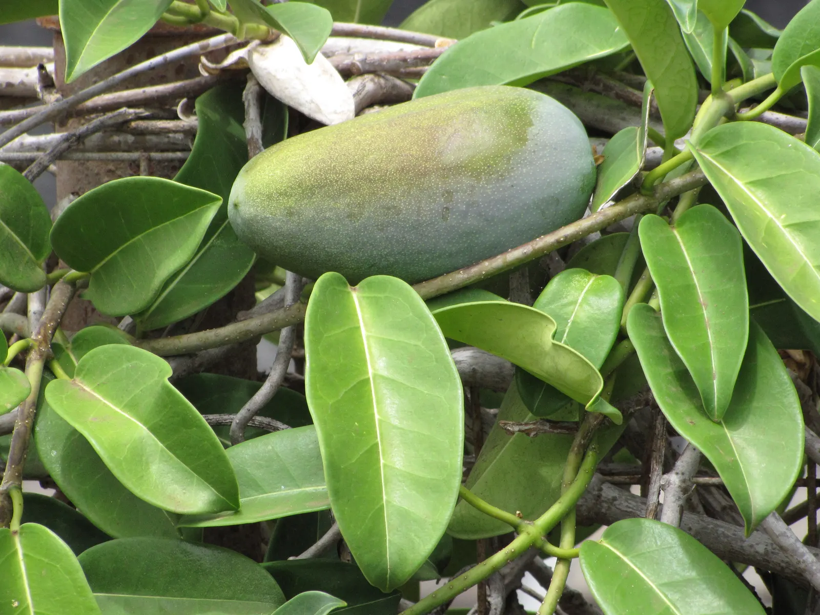 Madagascar Jasmine (Stephanotis Floribunda) — such as a trellis or arbor.<br><br>Madagascar Jasmine is celebrated for its clusters of white, image 58