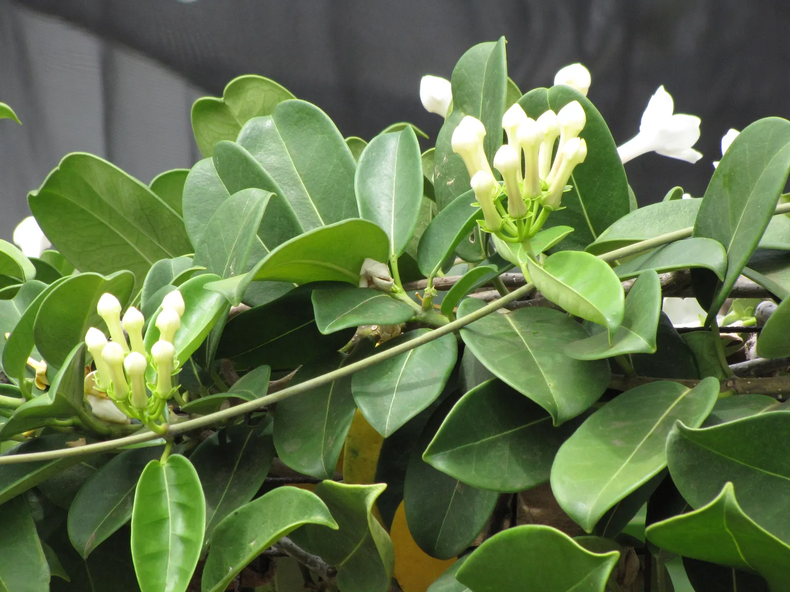 Madagascar Jasmine (Stephanotis Floribunda) — Glossy, dark green leaves up to 4 in long add year-round interest
