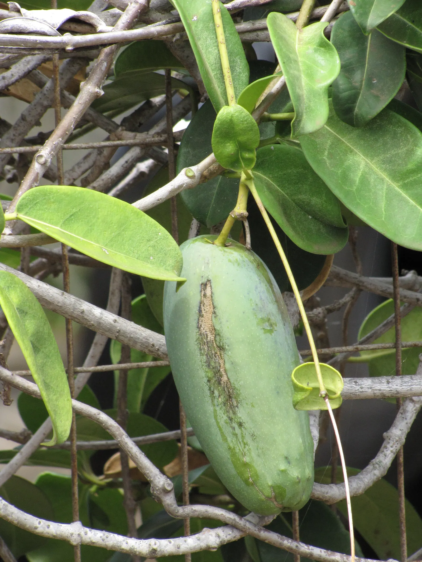 Madagascar Jasmine (Stephanotis Floribunda) — which are oval-shaped and measure about 2 to 5 inches in length; white flowers in the garden, image 56