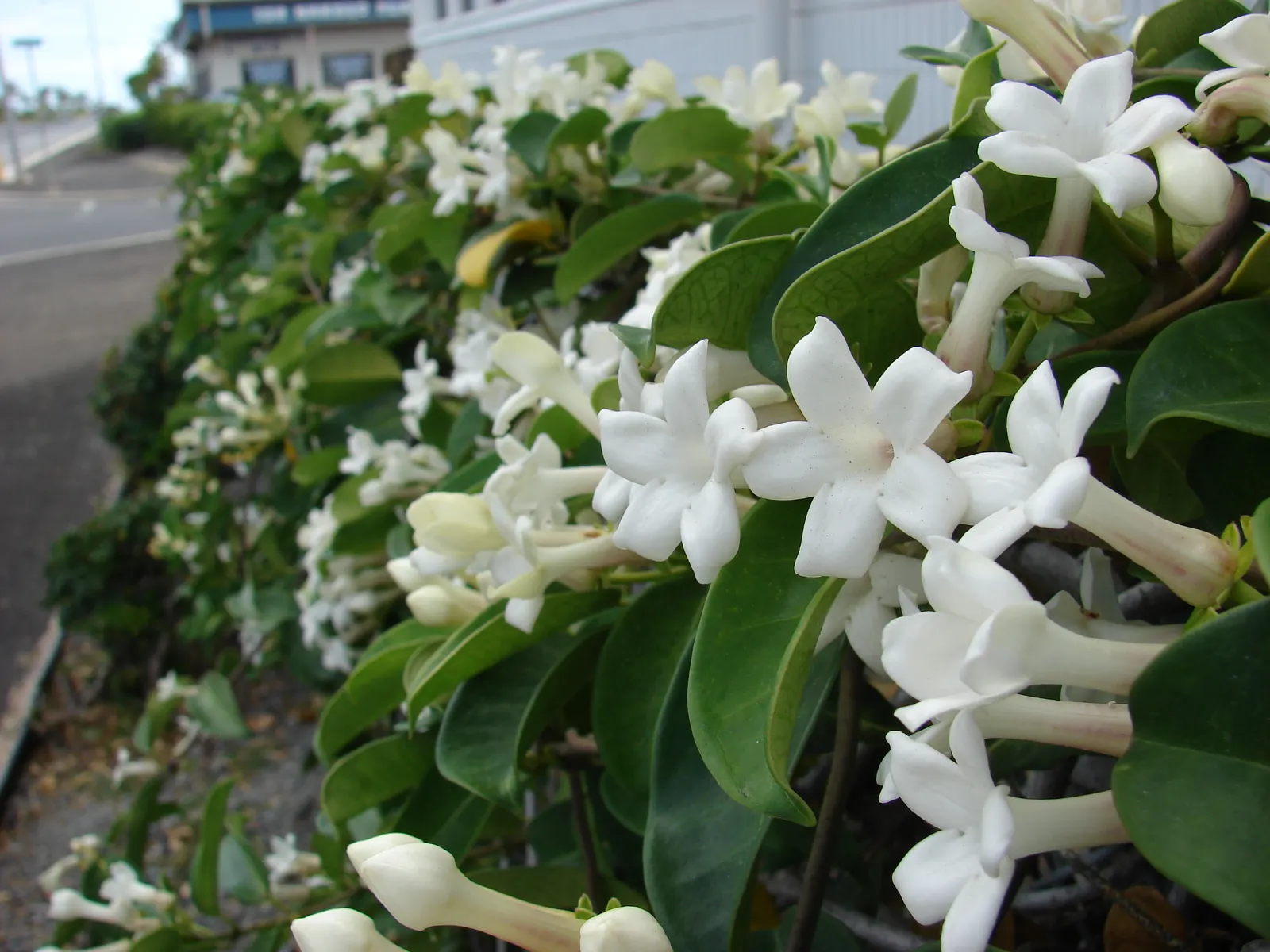 Madagascar Jasmine (Stephanotis Floribunda) — Regular feeding with a balanced