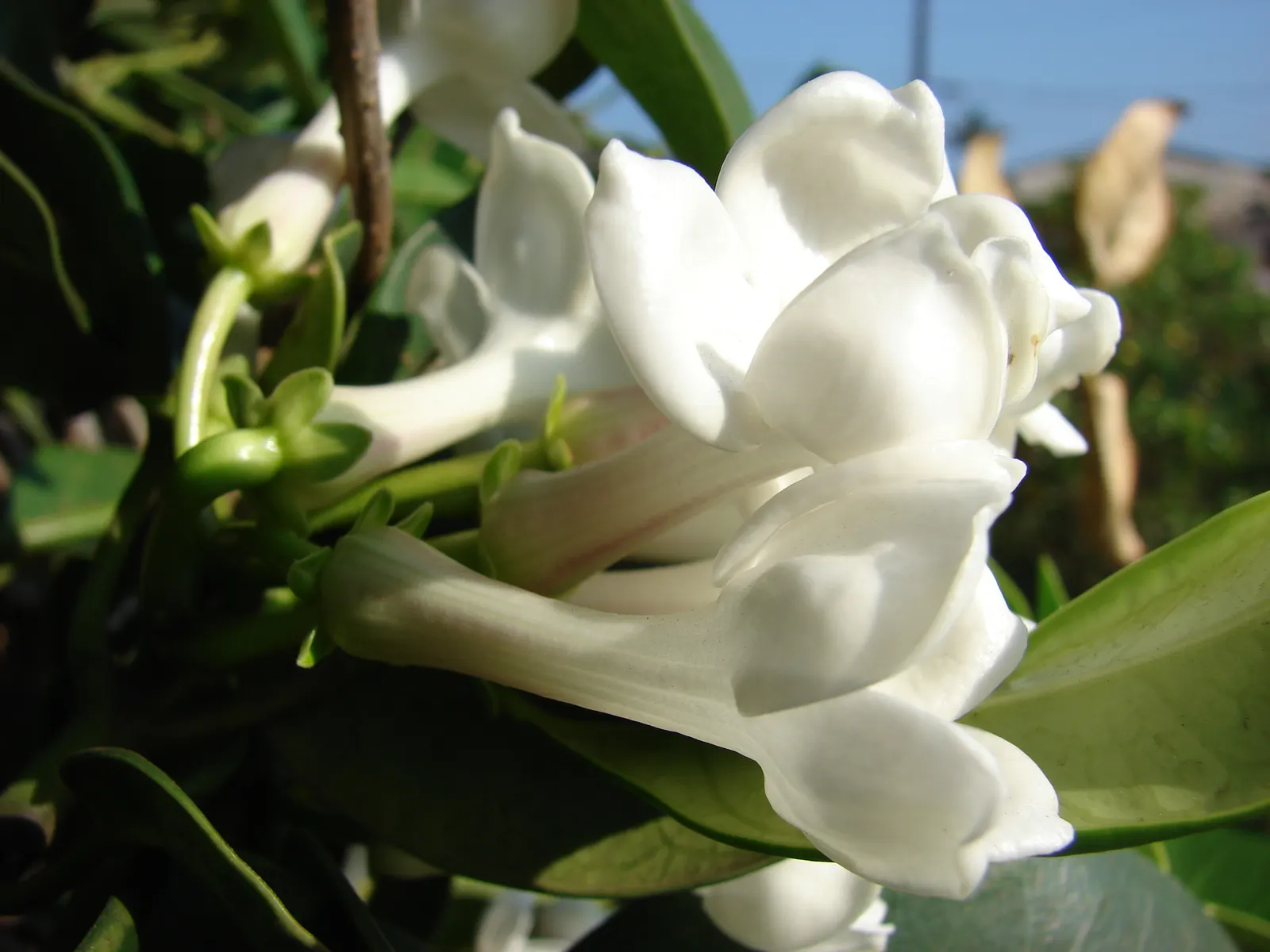 Madagascar Jasmine (Stephanotis Floribunda) — Glossy, dark green leaves up to 4 in long add year-round interest; star-shaped blooms exuding an, image 50