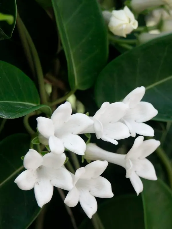 Madagascar Jasmine (Stephanotis Floribunda) — A vigorous climber, it can reach heights of 15-20 ft, requiring a sturdy trellis; water-soluble fertilizer during