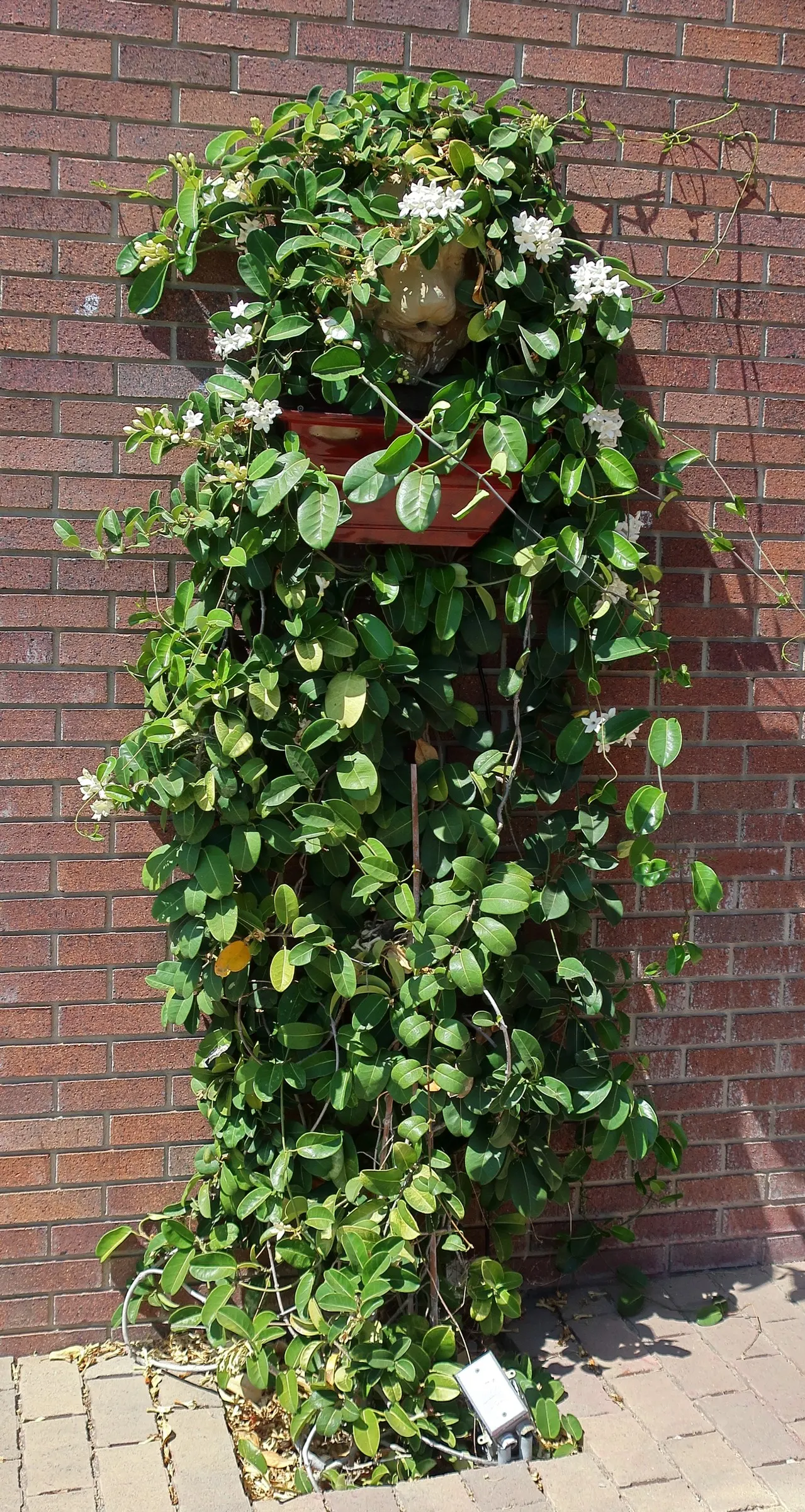 Madagascar Jasmine (Stephanotis Floribunda) — is a striking evergreen vine that will imbue any landscape design with a hint of tropical elegance; commonly