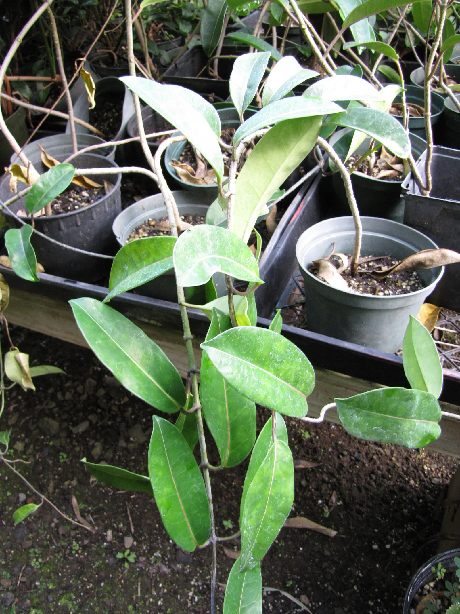 Madagascar Jasmine (Stephanotis Floribunda) — Madagascar Jasmine (Stephanotis floribunda) enchants with clusters of waxy; glossy, dark green leaves up to 4 in