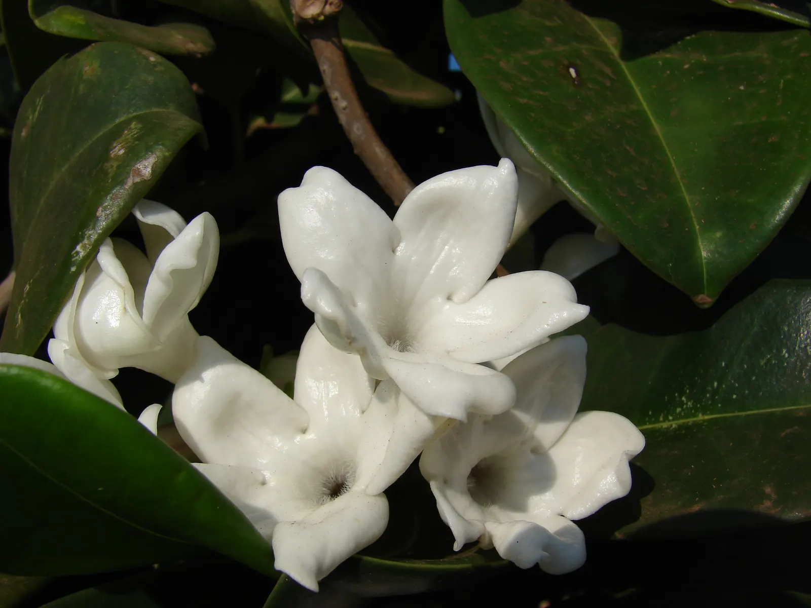 Madagascar Jasmine (Stephanotis Floribunda) — offering both aesthetic appeal and an enchanting olfactory experience