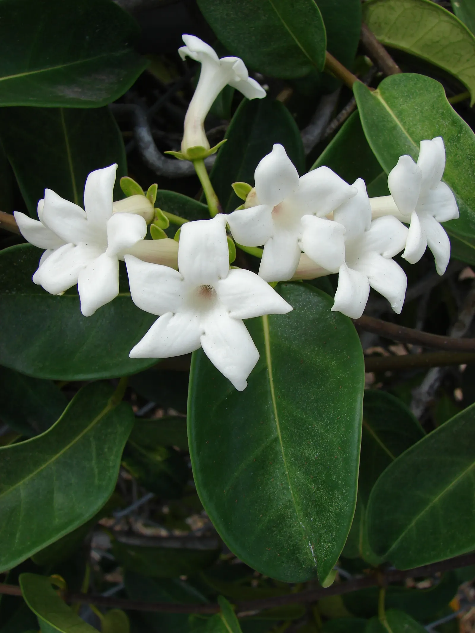 Madagascar Jasmine (Stephanotis Floribunda) — sweet fragrance that enhances the sensory experience of the garden