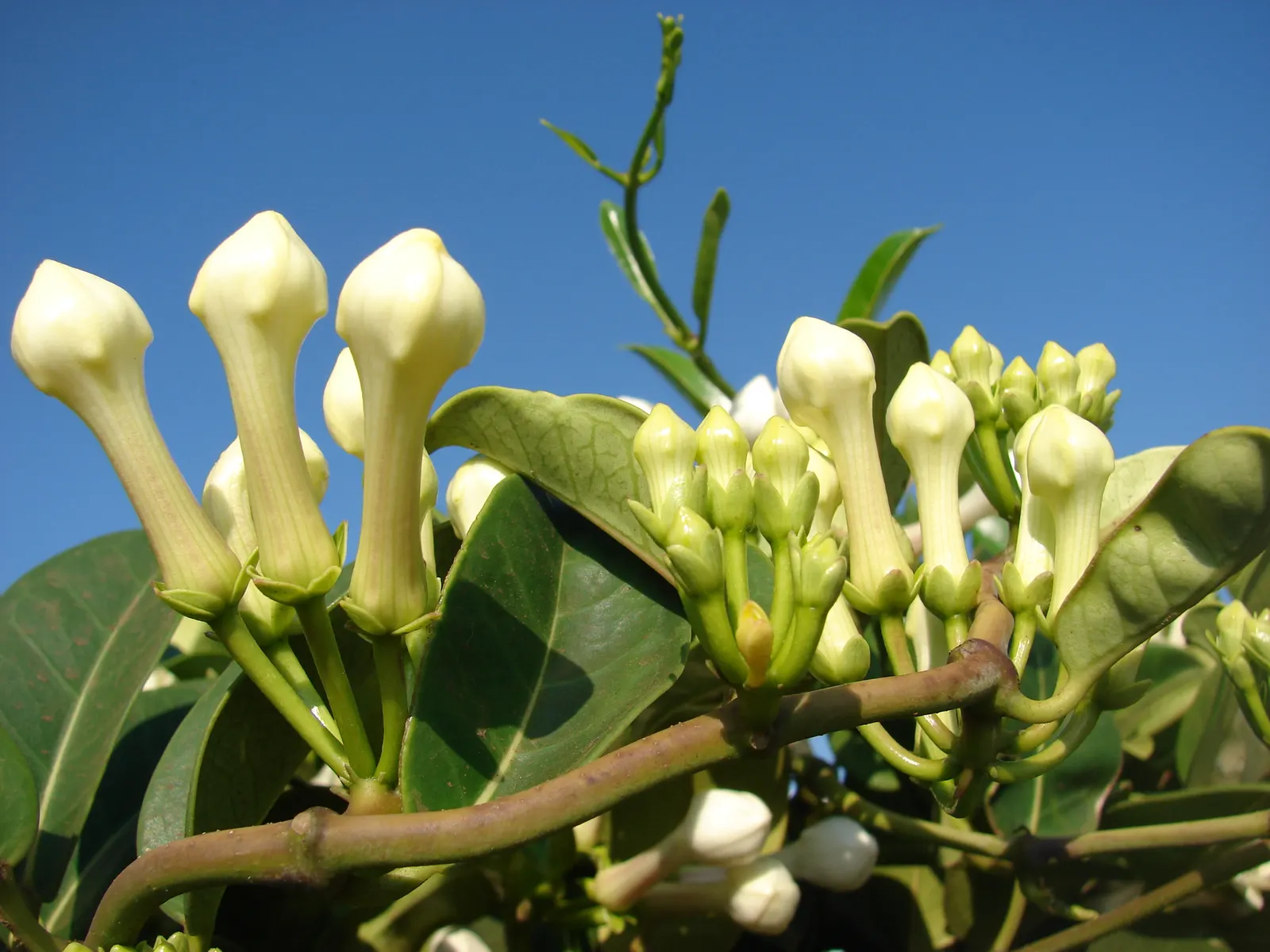 Madagascar Jasmine (Stephanotis Floribunda) — which are oval-shaped and measure about 2 to 5 inches in length; white flowers in the garden