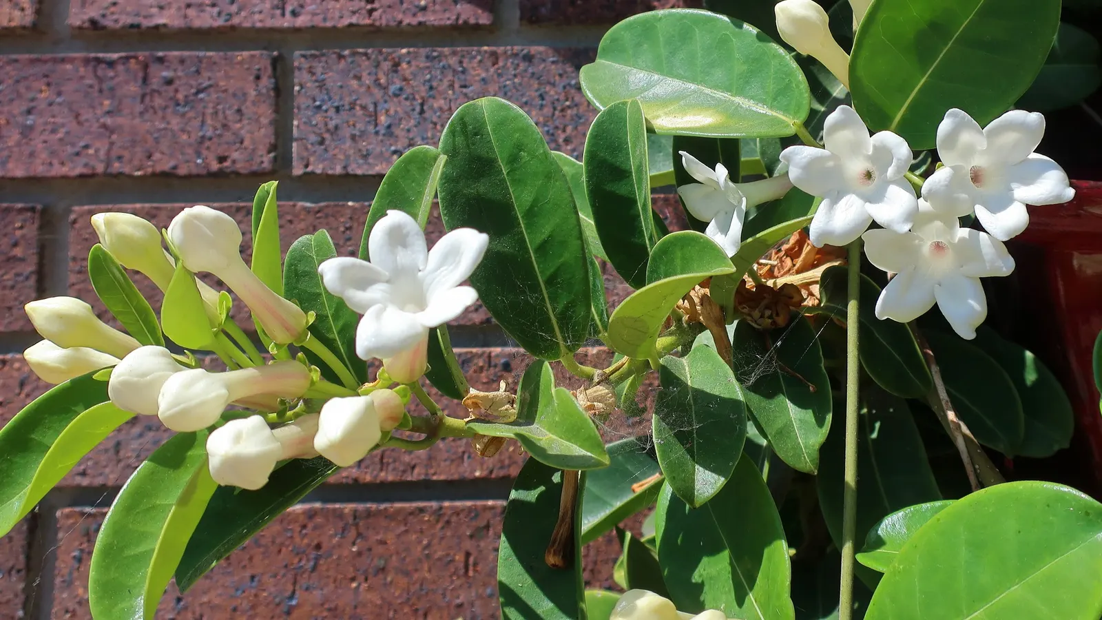 Madagascar Jasmine (Stephanotis Floribunda) — However, care must be taken to avoid overwatering; regular feeding with a balanced