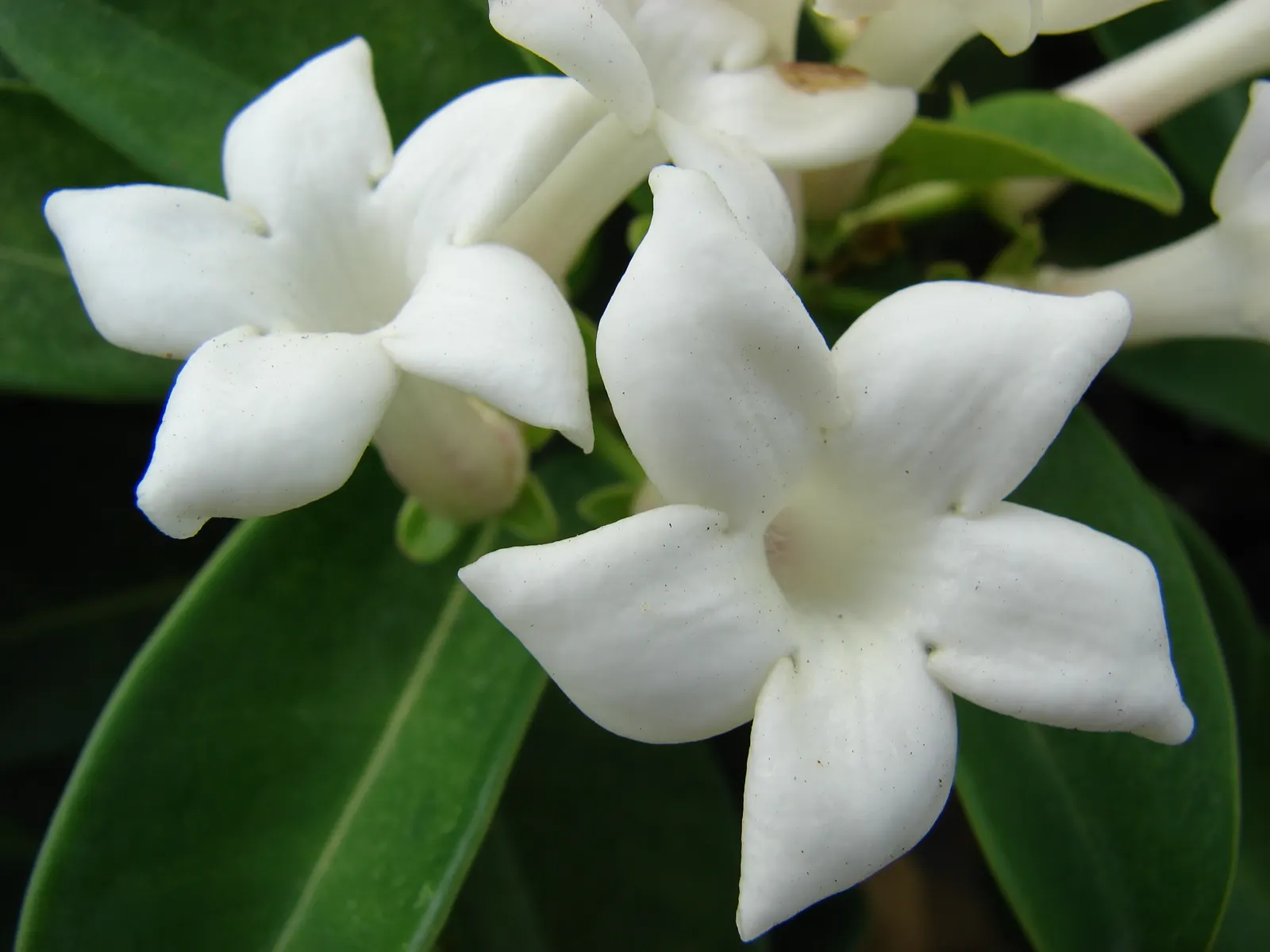 Madagascar Jasmine (Stephanotis Floribunda) — ground cover / vine for full or half