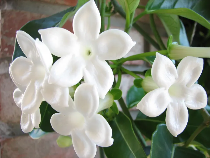 Madagascar Jasmine (Stephanotis Floribunda) — A vigorous climber, it can reach heights of 15-20 ft, requiring a sturdy trellis; water-soluble, image 49