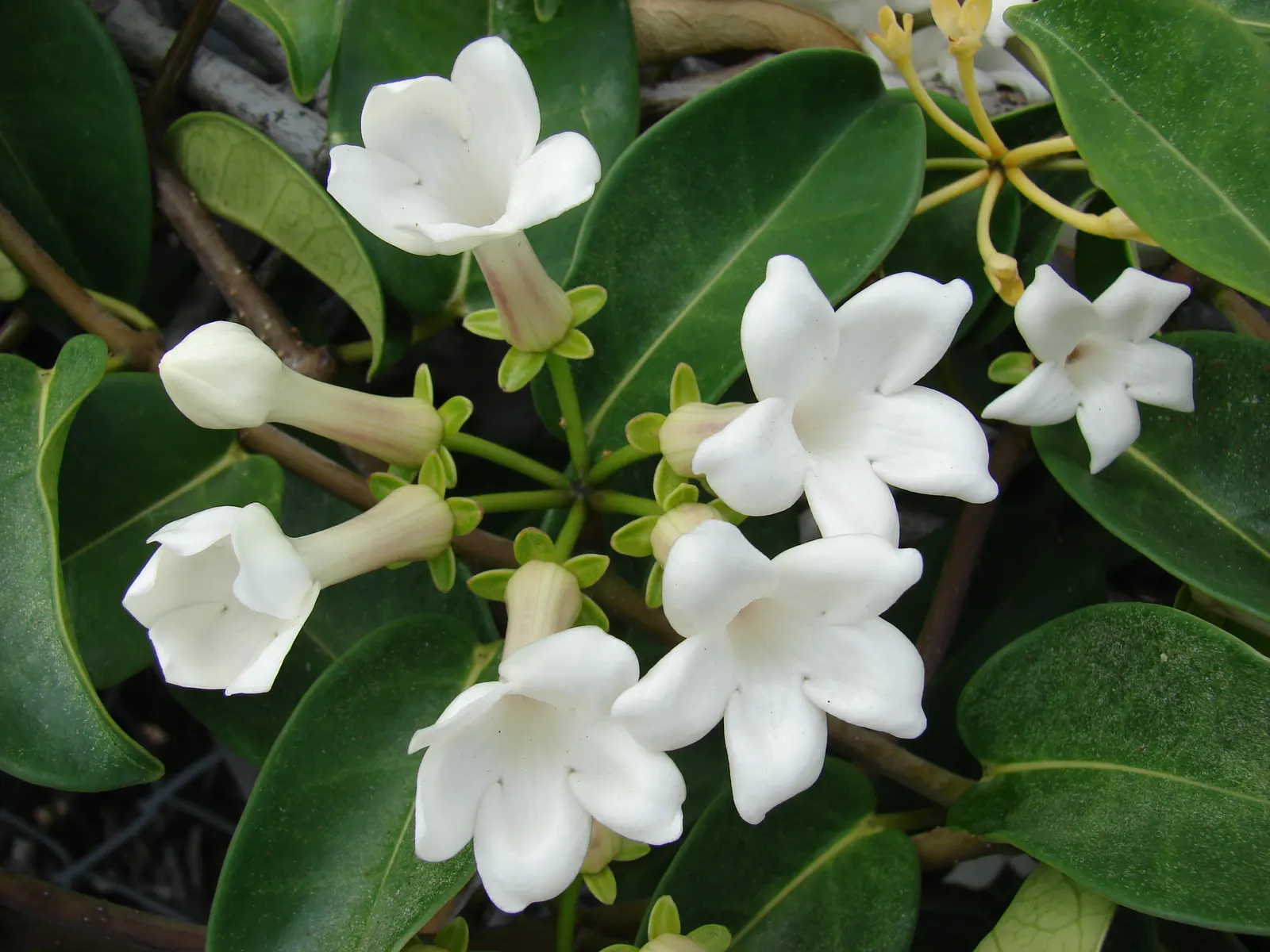 Madagascar Jasmine (Stephanotis Floribunda) — tubular flowers that bloom profusely from spring to fall; this plant will become a cherished, image 59