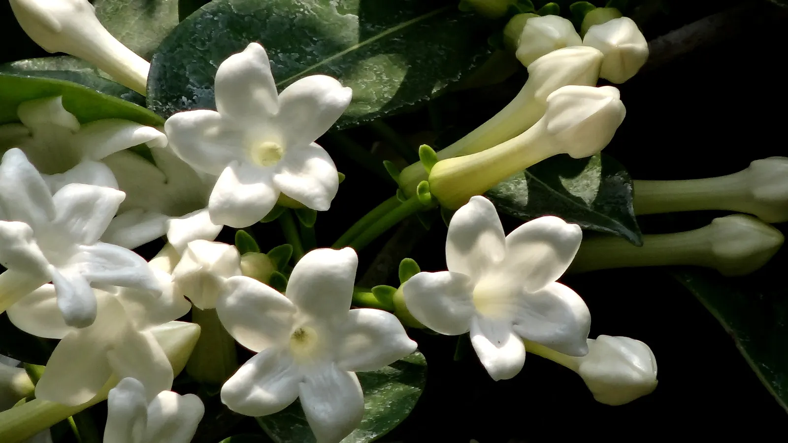 Madagascar Jasmine (Stephanotis Floribunda) — This robust climber can reach upwards of 15 to 20 feet when provided with a sturdy support structure, image 57