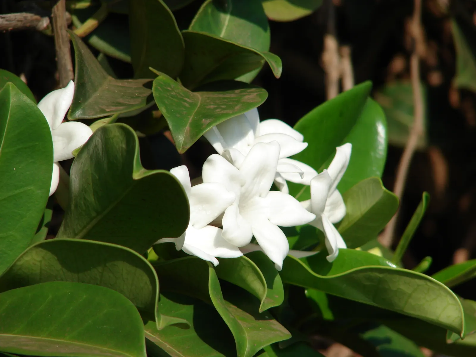 Madagascar Jasmine (Stephanotis Floribunda) — This robust climber can reach upwards of 15 to 20 feet when provided with a sturdy support structure