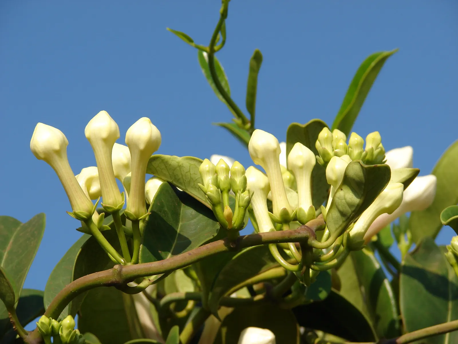 Madagascar Jasmine (Stephanotis Floribunda) — is a striking evergreen vine that will imbue any landscape design with a hint of tropical elegance