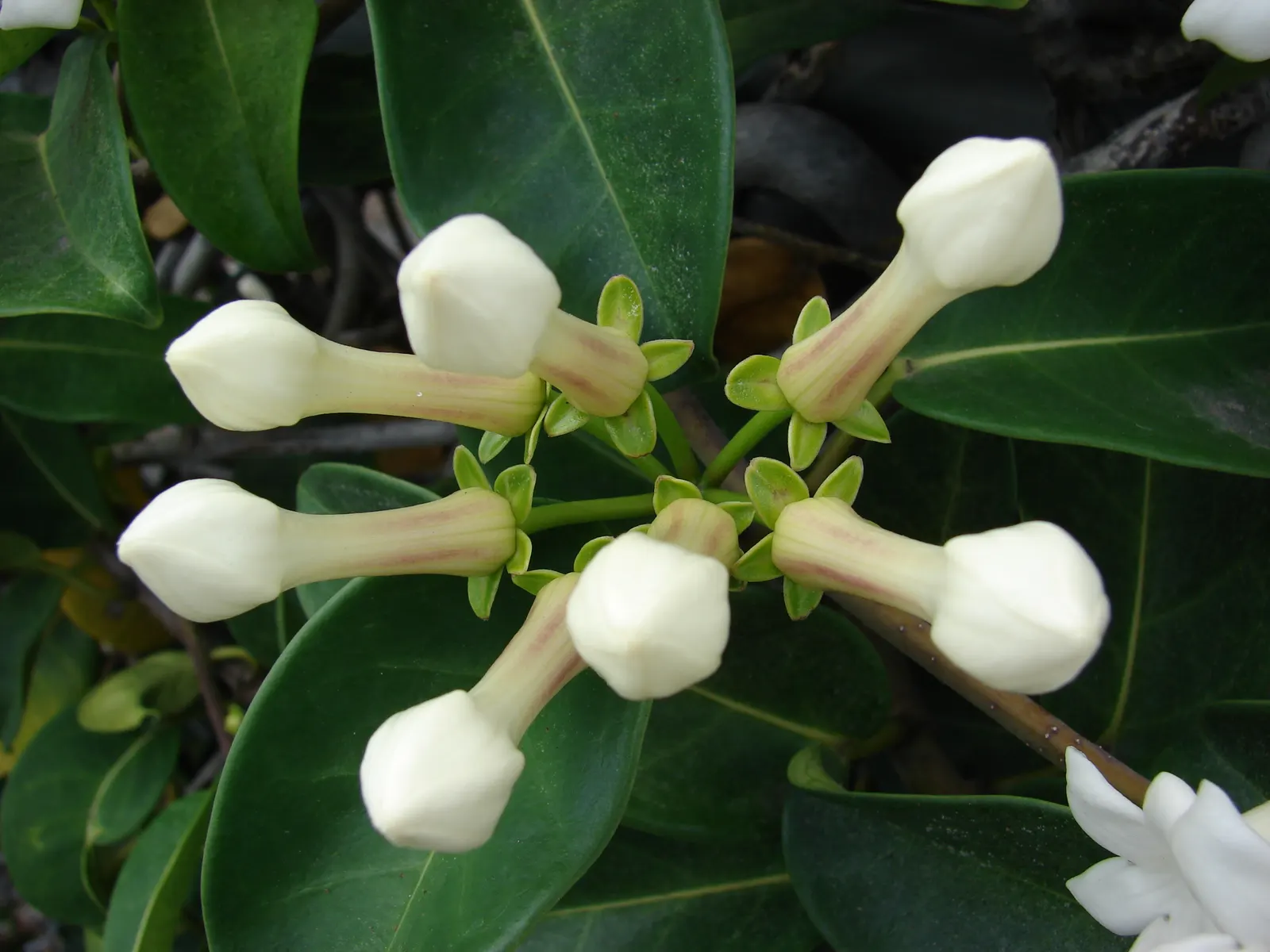Madagascar Jasmine (Stephanotis Floribunda) — white flowers in the garden; ideal for warm, humid conditions in USDA zones 10-11, it thrives with consistent