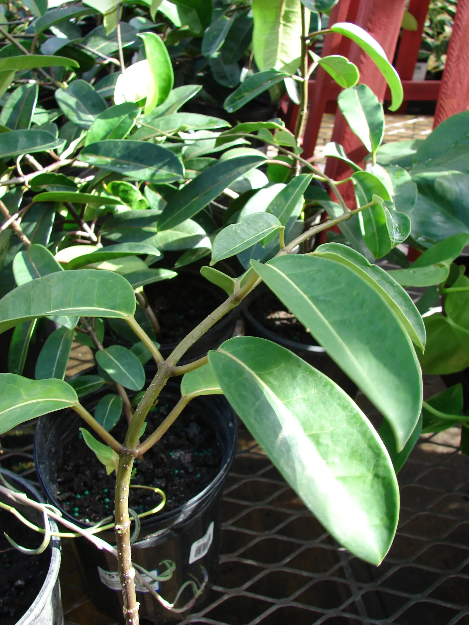 Madagascar Jasmine (Stephanotis Floribunda) — this plant will become a cherished component of your client's garden