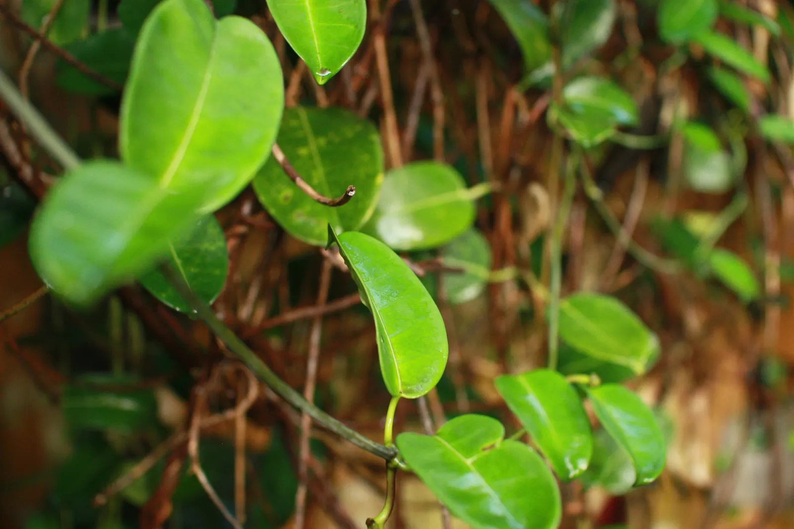 Madagascar Jasmine (Stephanotis Floribunda) — commonly known as Madagascar Jasmine; ground cover / vine for full or half, image 53