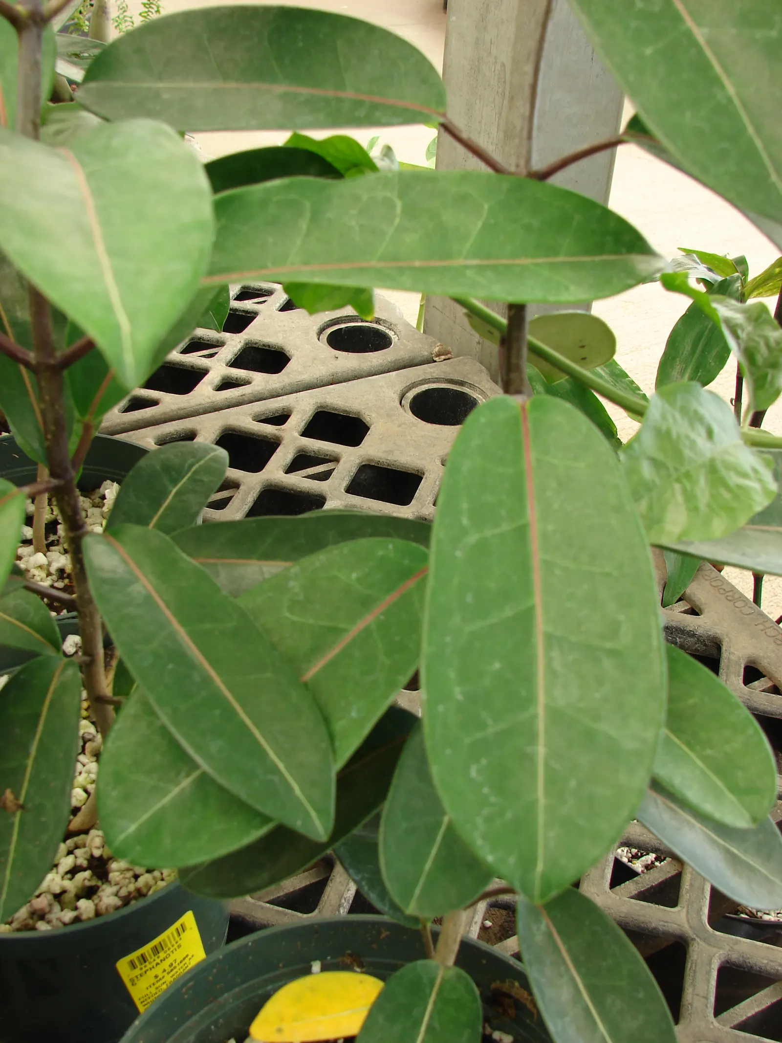 Madagascar Jasmine (Stephanotis Floribunda) — sweet fragrance that enhances the sensory experience of the garden; a vigorous climber, it can reach heights of