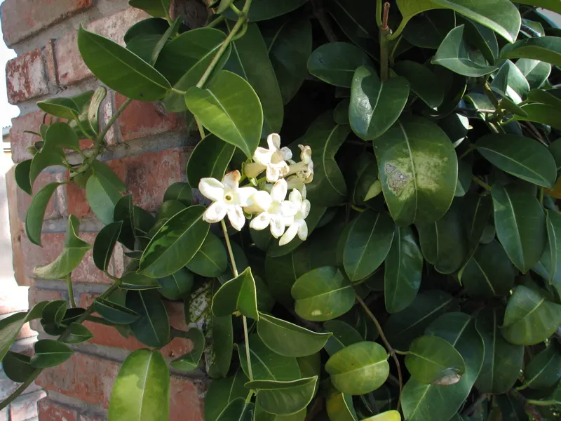 Madagascar Jasmine (Stephanotis Floribunda) — Madagascar Jasmine (Stephanotis floribunda) enchants with clusters of waxy; glossy, dark green leaves, image 47
