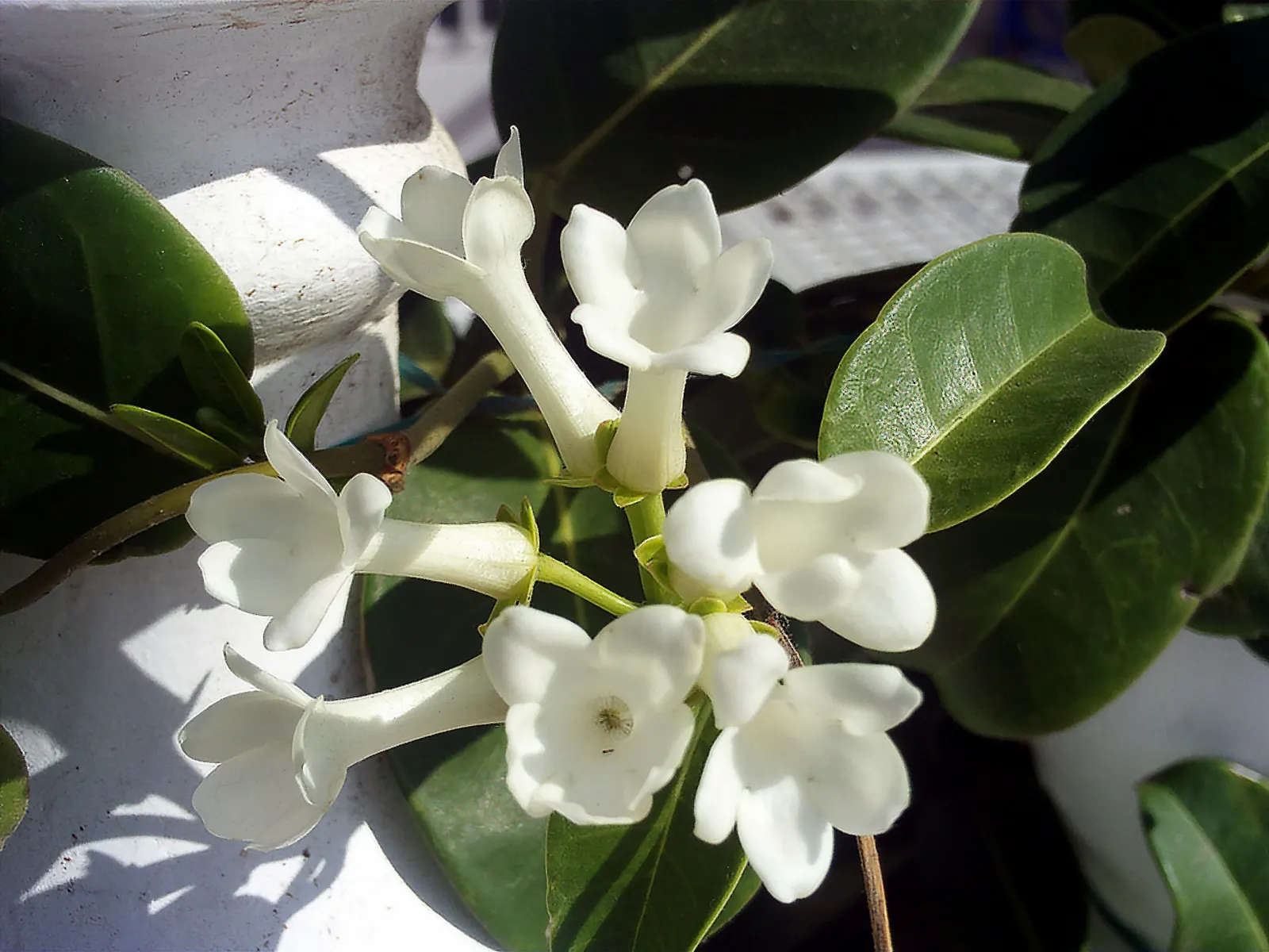Madagascar Jasmine (Stephanotis Floribunda) — Ideal for warm, humid conditions in USDA zones 10-11, it thrives with consistent moisture and moderate care