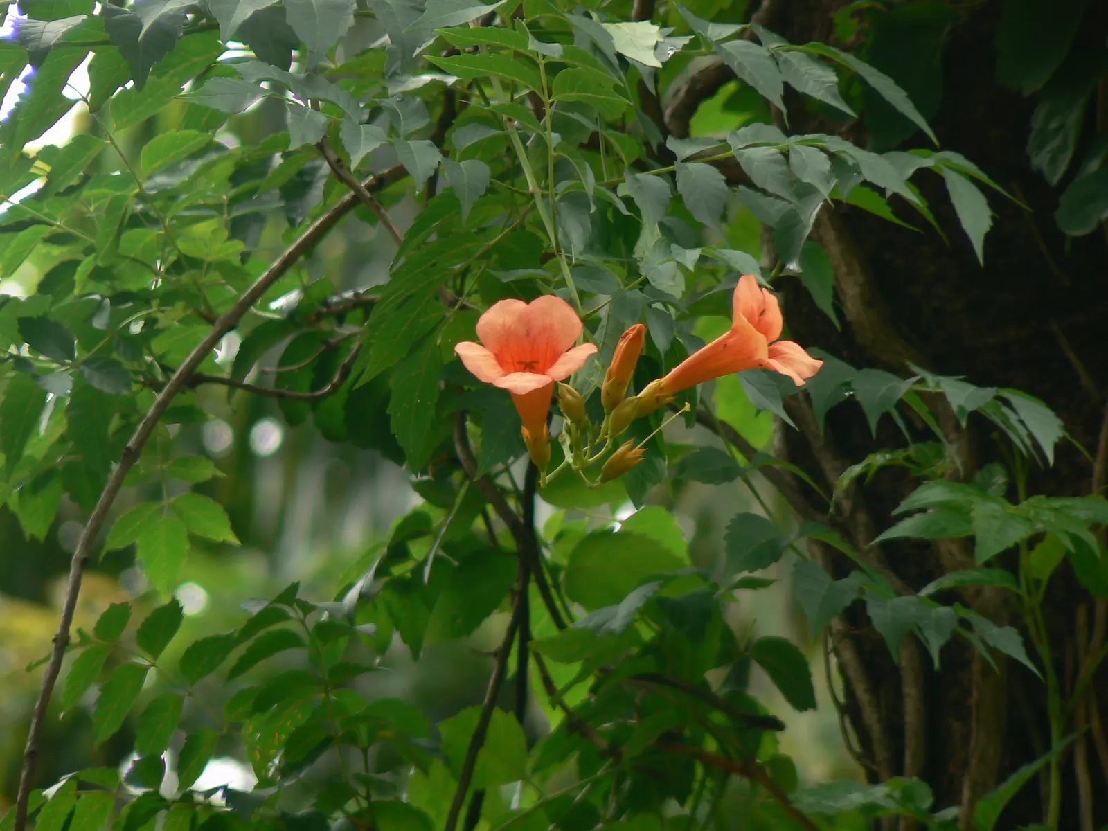 Scarlet Trumpet Vine (Distictis Buccinatoria) — Regular watering and moderate fertilization encourage optimal growth