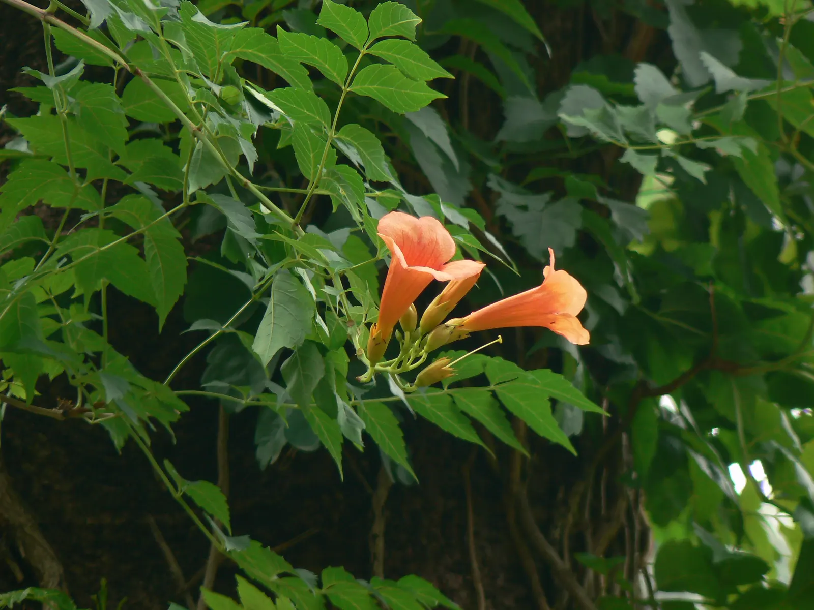 Scarlet Trumpet Vine (Distictis Buccinatoria) — the Distictis buccinatoria flowers from spring through summer