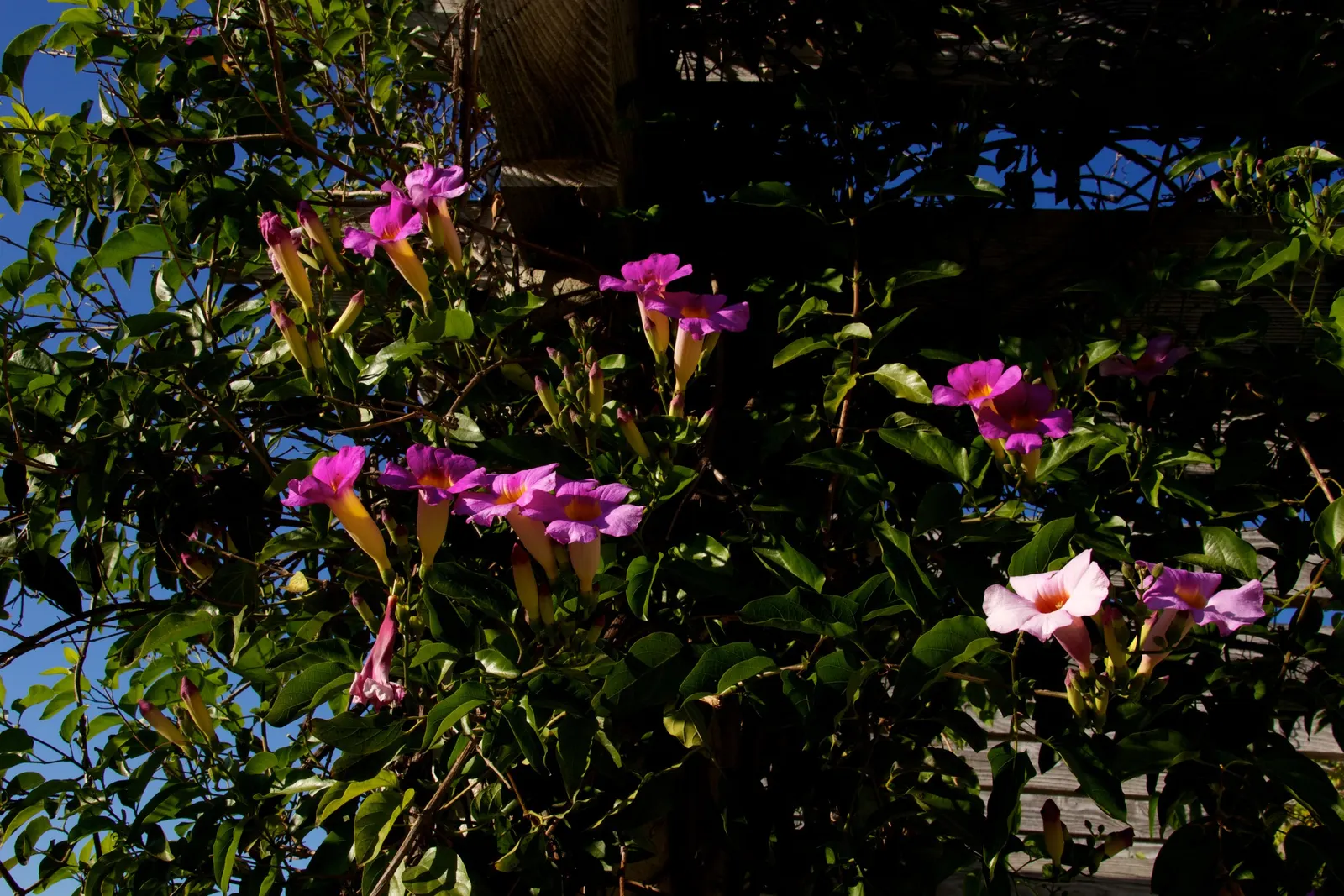 Scarlet Trumpet Vine (Distictis Buccinatoria) — it spans 20-30ft in length and up to 10ft in width