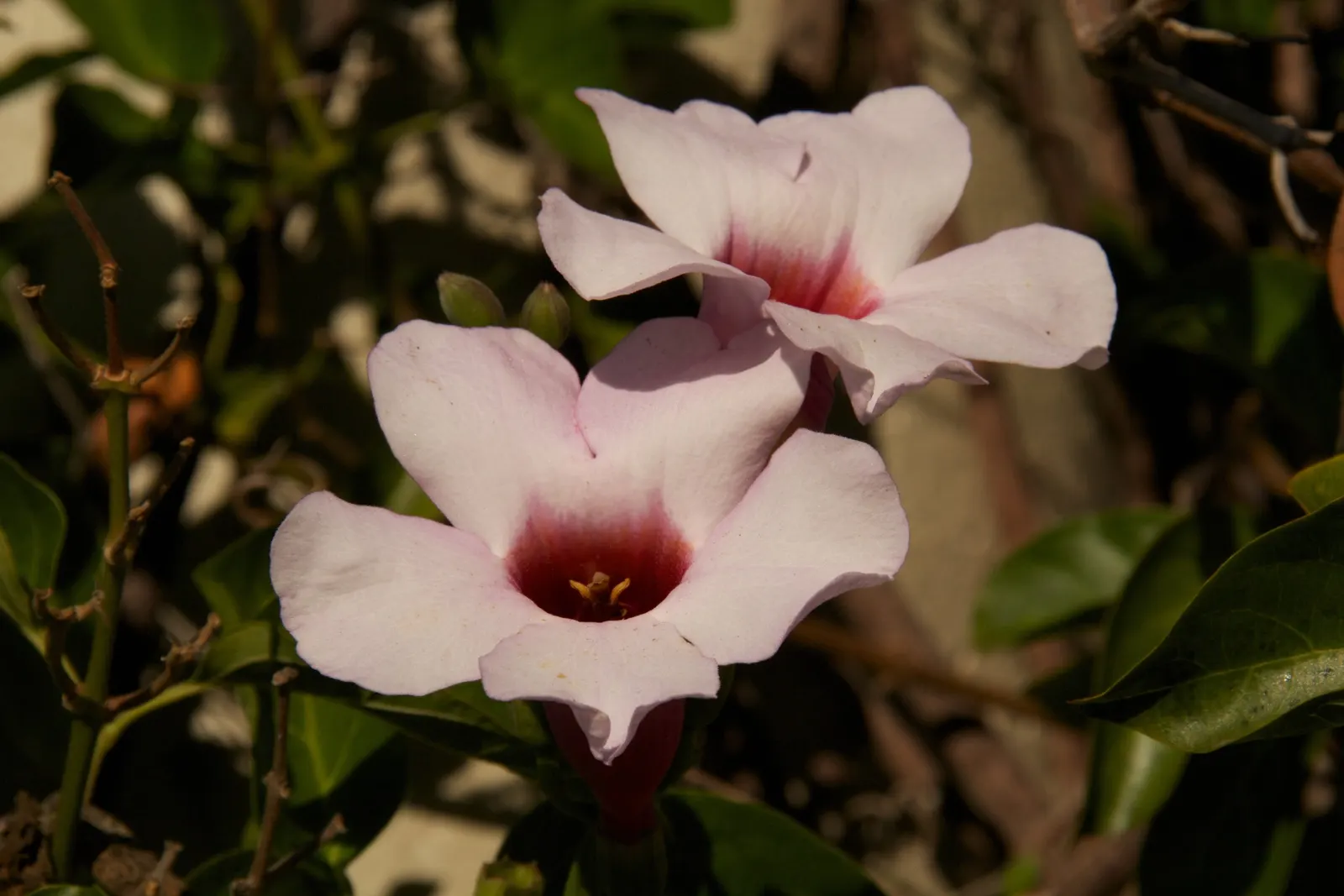 Scarlet Trumpet Vine (Distictis Buccinatoria) — It is best planted in well-draining soil