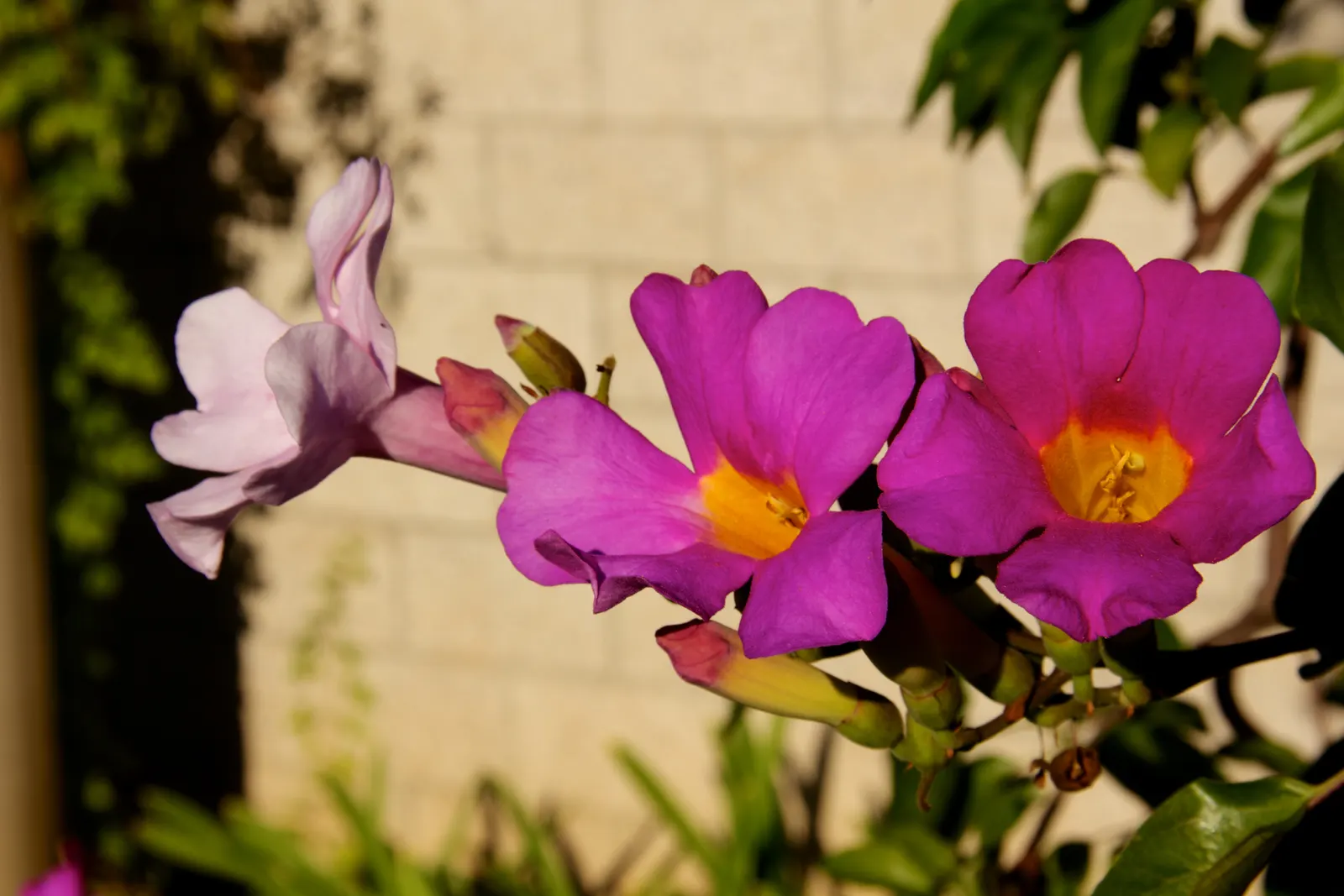 Scarlet Trumpet Vine (Distictis Buccinatoria) — is a vigorous evergreen climber renowned for its showy red flowers