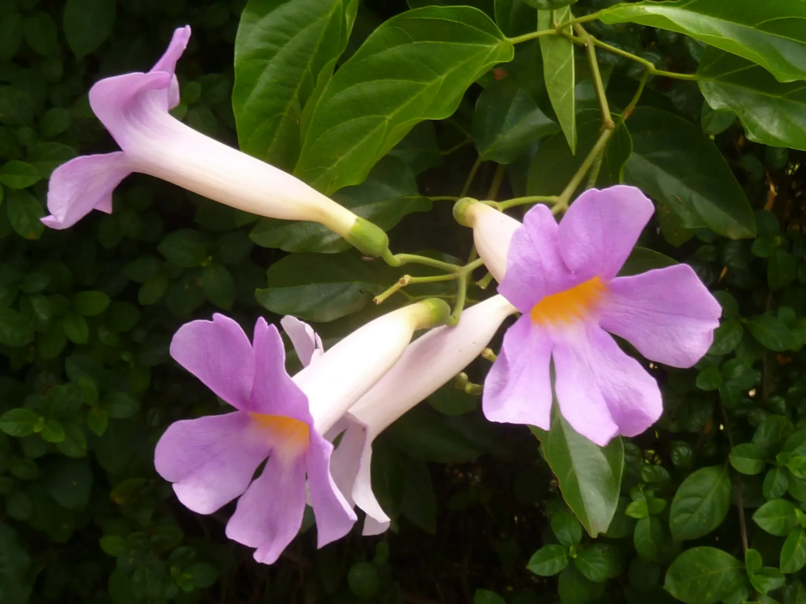 Scarlet Trumpet Vine (Distictis Buccinatoria) — Blooming prolifically in summer