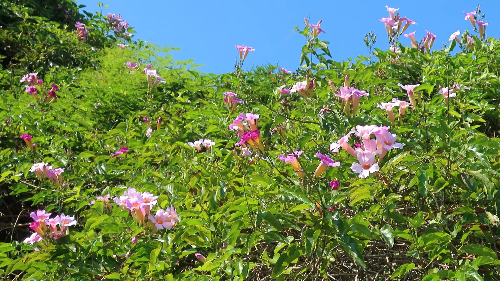 Scarlet Trumpet Vine (Distictis Buccinatoria) — with peak blooming in the warmer months
