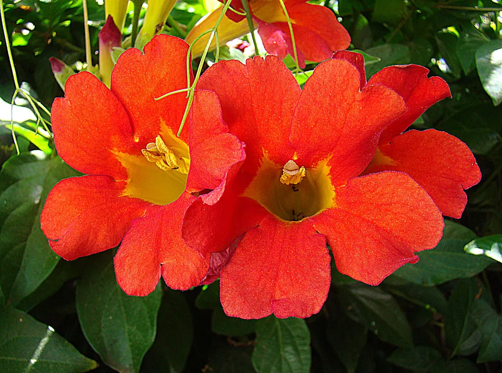 Scarlet Trumpet Vine (Distictis Buccinatoria) — the Scarlet Trumpet Vine prefers full sun exposure but can tolerate partial shade