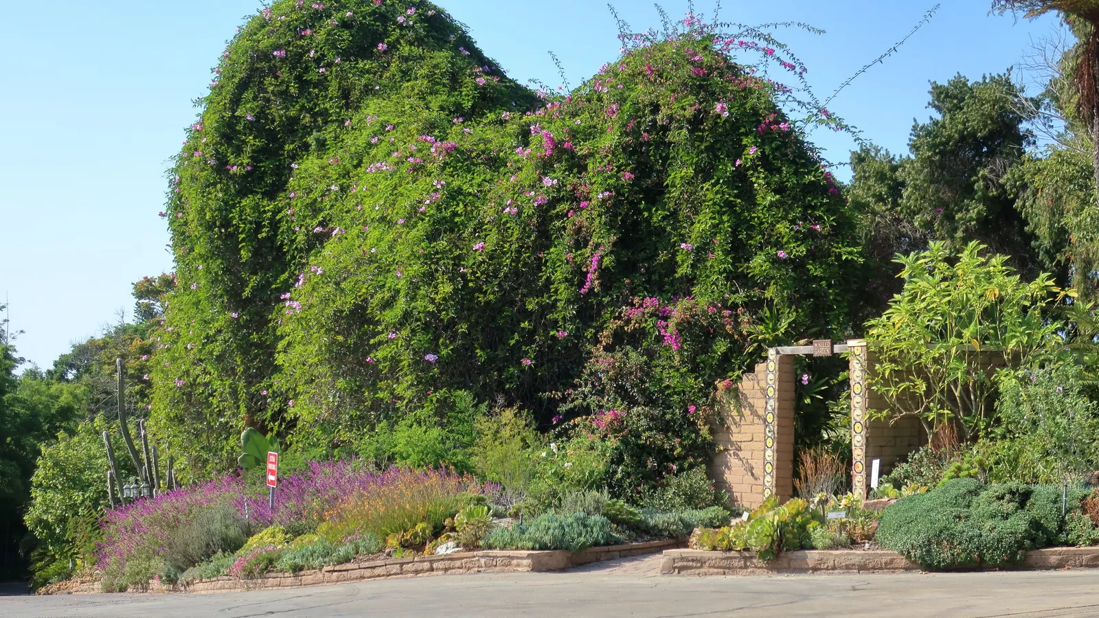 Scarlet Trumpet Vine (Distictis Buccinatoria) — or fence.<br><br>Boasting glossy green leaves that provide an elegant backdrop to its trumpet-shaped flowers