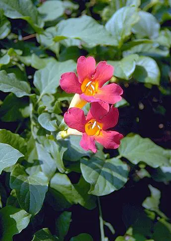 Scarlet Trumpet Vine (Distictis Buccinatoria) — It thrives in USDA zones 9-11 and prefers full sun to partial shade with well-drained soil