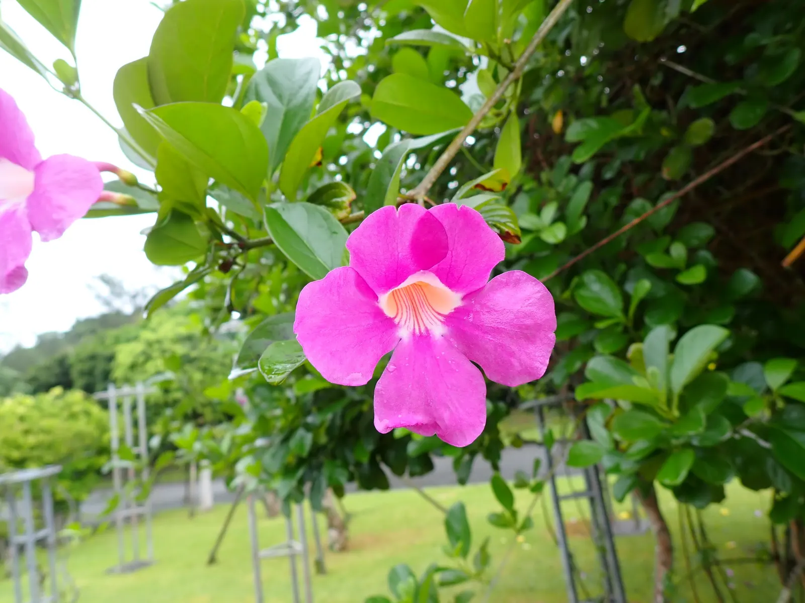 Scarlet Trumpet Vine (Distictis Buccinatoria) — Each flower spans approximately 3 inches across and exudes a slight