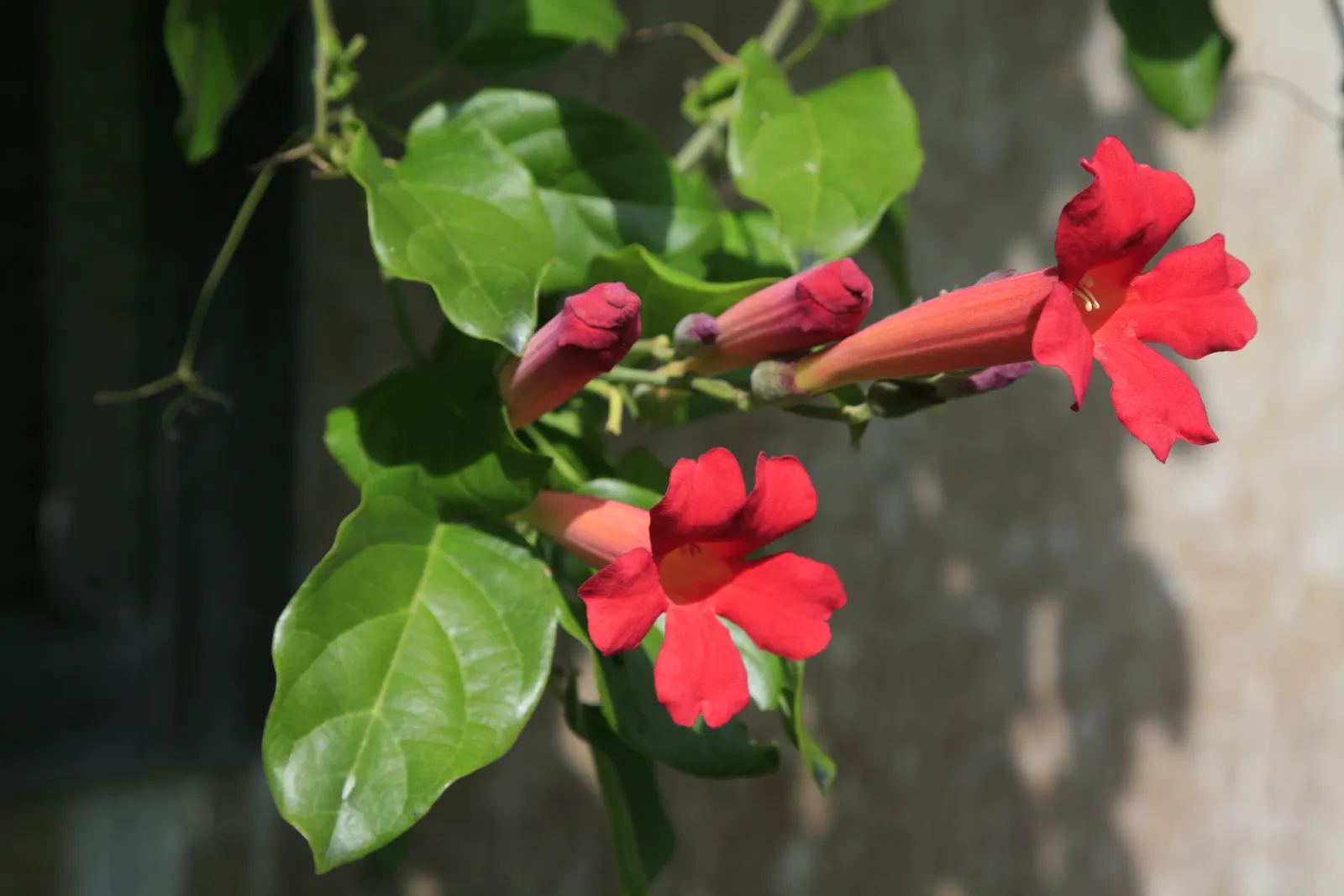 Scarlet Trumpet Vine (Distictis Buccinatoria) — ideal for arbors or fences