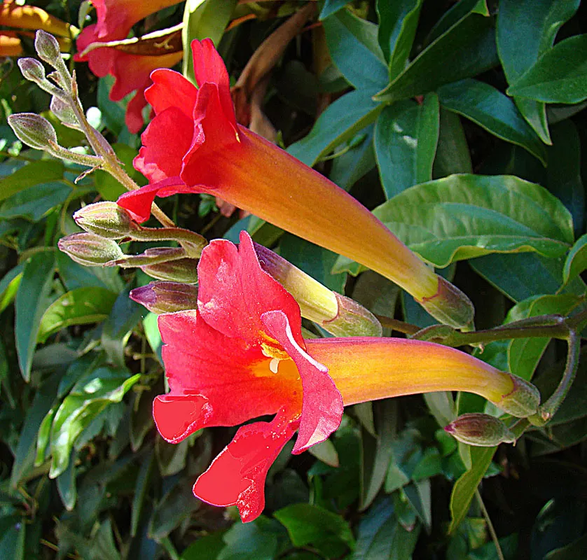 Scarlet Trumpet Vine (Distictis Buccinatoria) — Native to Central America