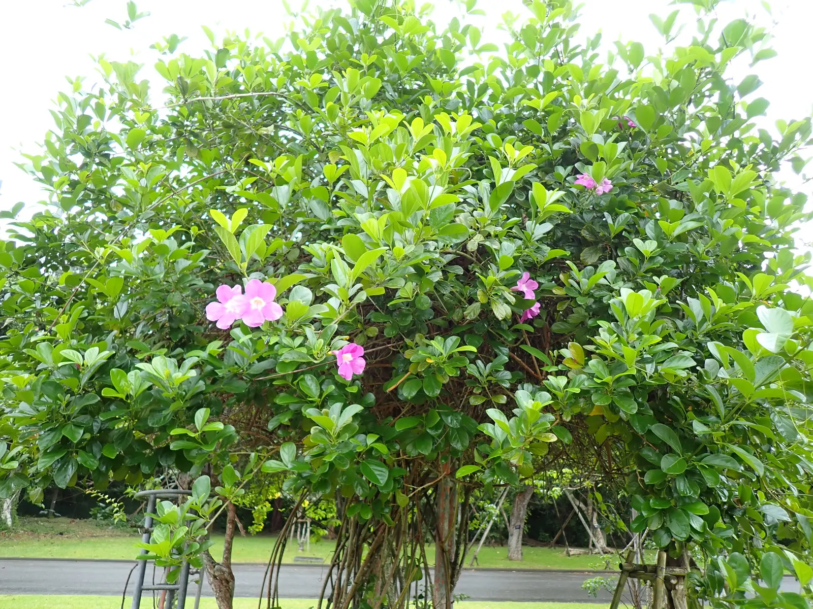 Scarlet Trumpet Vine (Distictis Buccinatoria) — scientifically known as Distictis buccinatoria