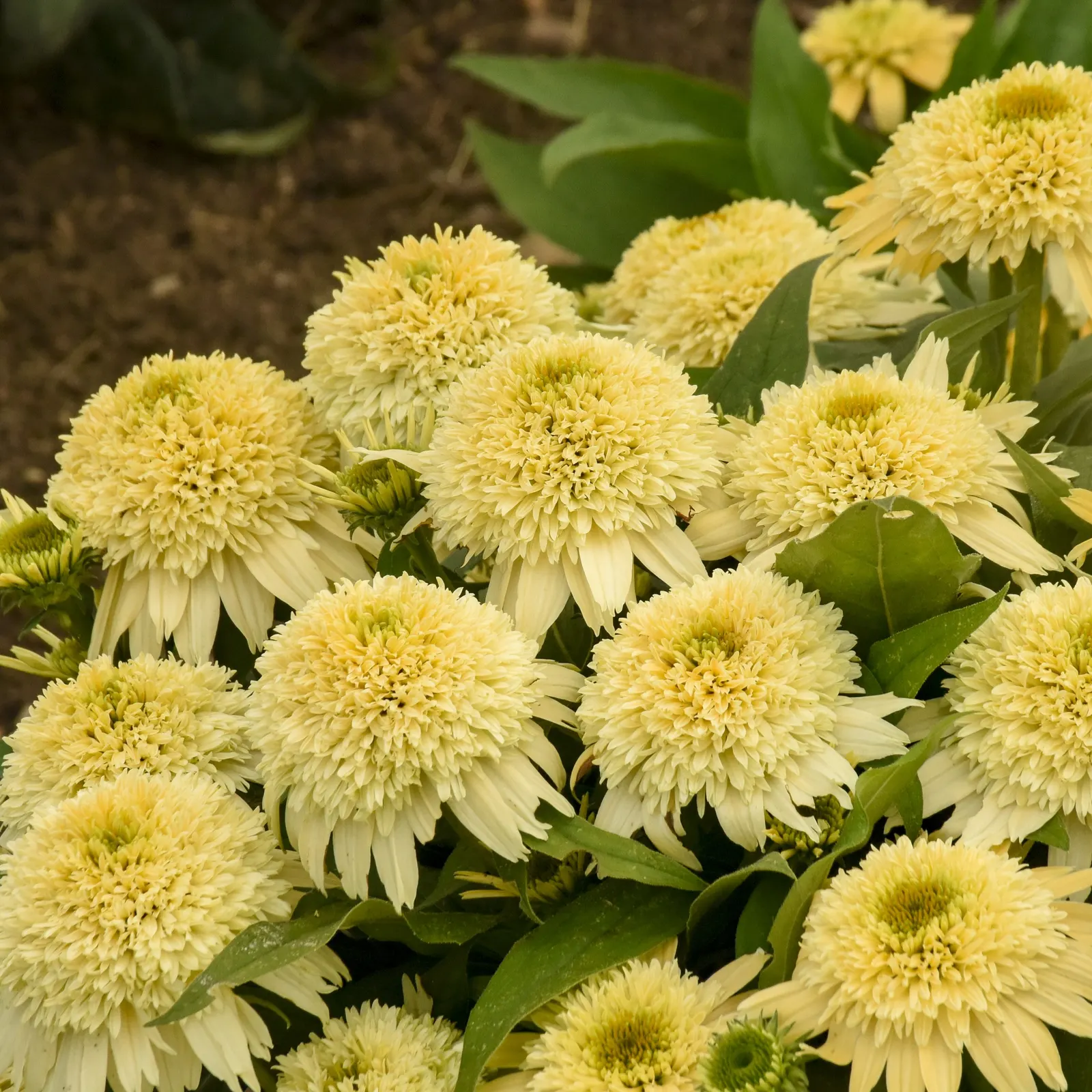 'Butter Pecan' Coneflower (Echinacea hybrid) — The Echinacea hybrid 'Butter Pecan' is a compact Proven Winners® coneflower with fragrant