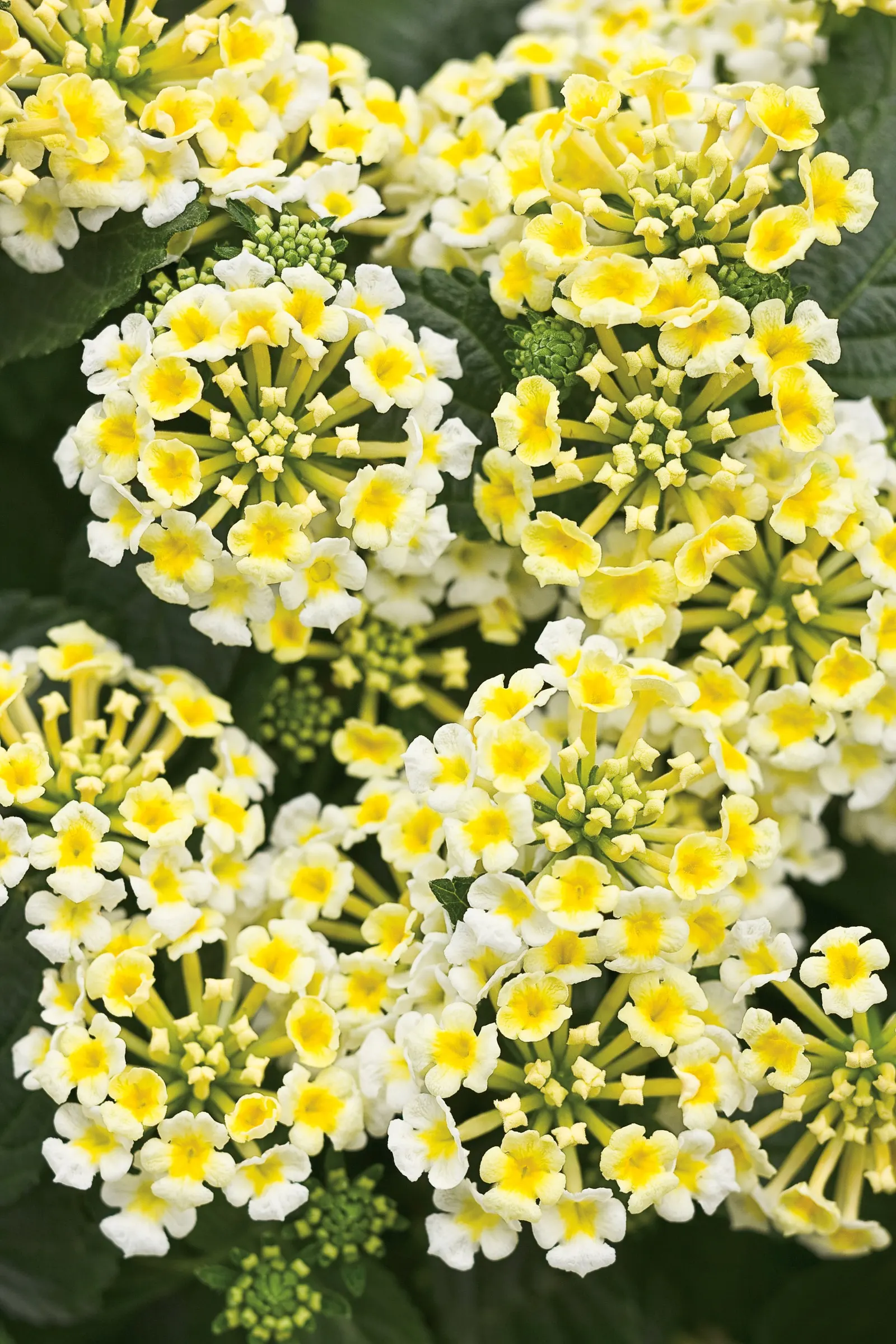 Royale Piña Colada Lantana (Lantana camara) — In reality they are a tender perennial