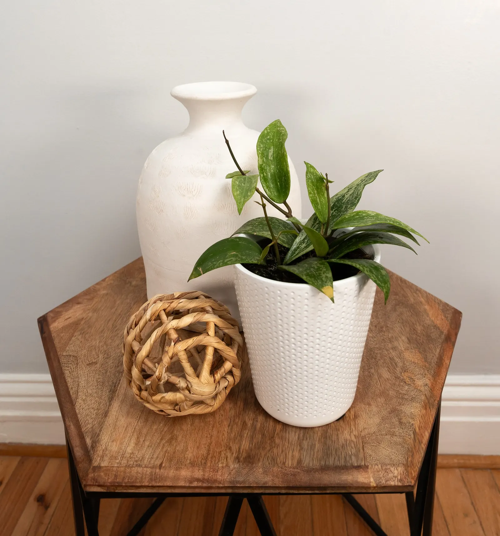 Fresh Rain™ Wax Vine (Hoya rangsan) — The Hoya rangsan 'Fresh Rain' is a trailing tropical houseplant with emerald-green leaves splashed in creamy