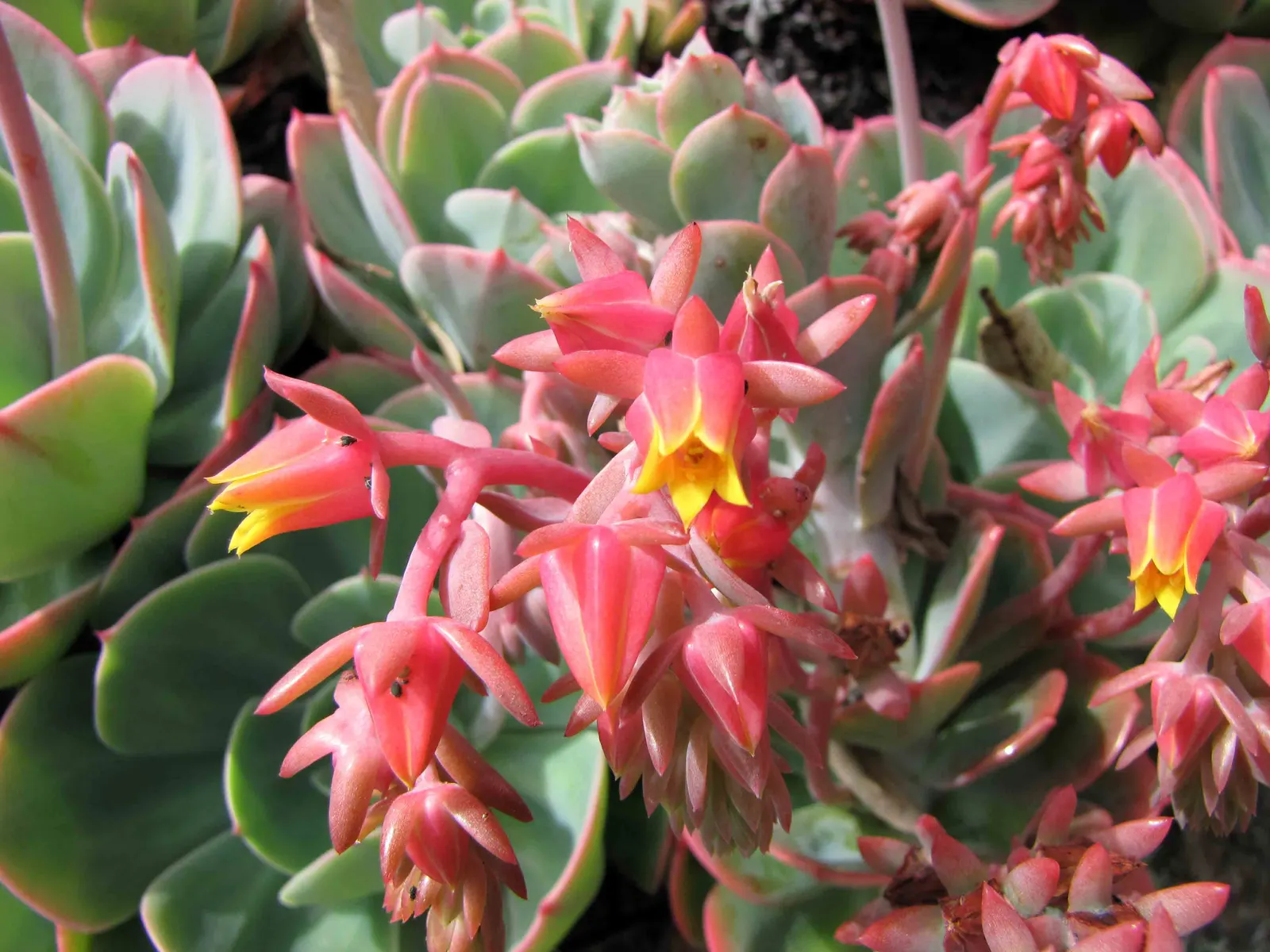 Imbricata Echeveria (Echeveria 'Imbricata') — This drought-tolerant plant thrives in well-drained soil and full sun to partial shade; spoon-shaped leaves that