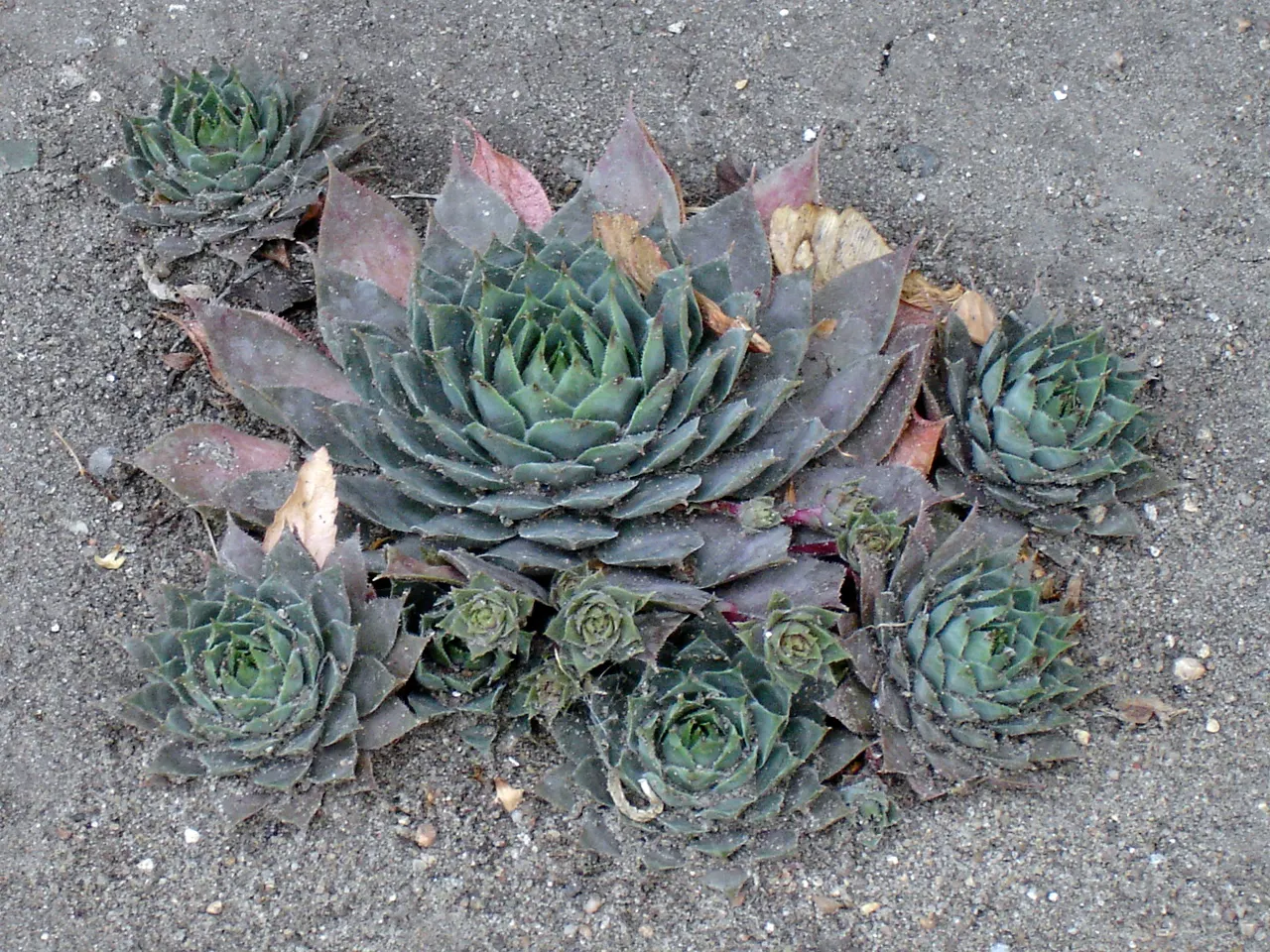 Imbricata Echeveria (Echeveria 'Imbricata') — This particular variety forms tight rosettes of overlapping; overwatering can lead to root rot