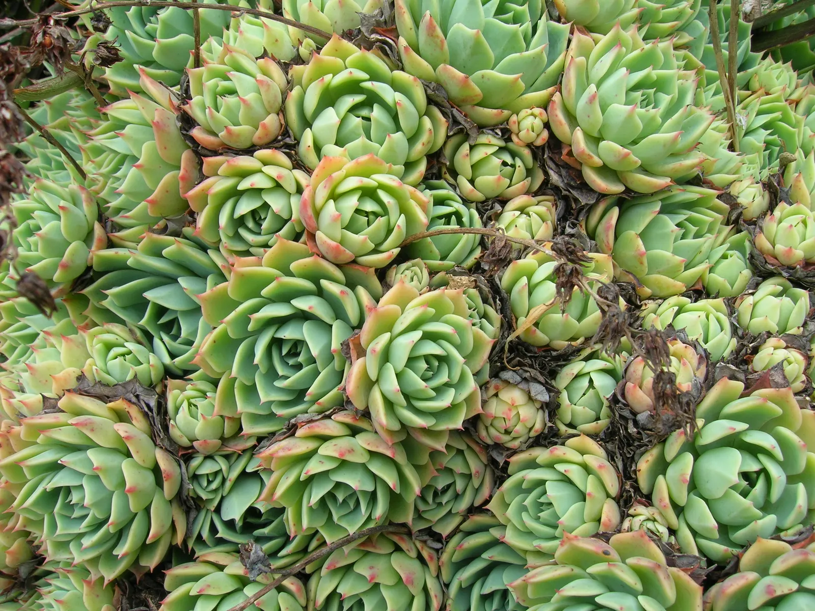 Imbricata Echeveria (Echeveria 'Imbricata') — This particular variety forms tight rosettes of overlapping