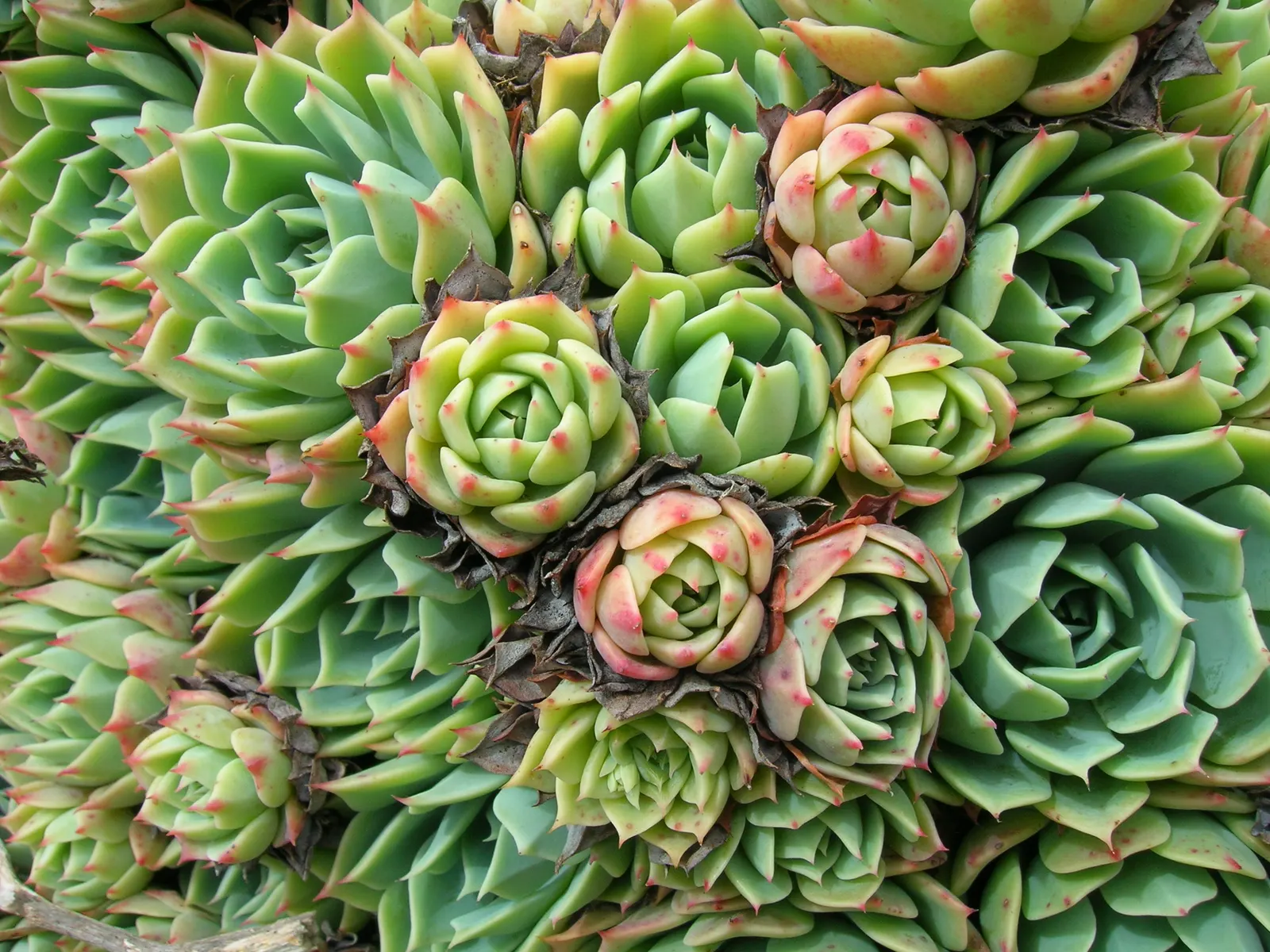 Imbricata Echeveria (Echeveria 'Imbricata') — spoon-shaped leaves that can span up to 6 inches in diameter