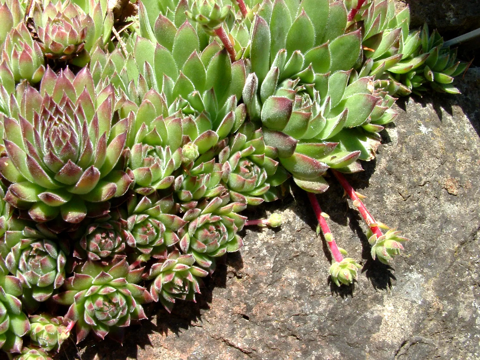 Imbricata Echeveria (Echeveria 'Imbricata') — It is best to use the "soak and dry" method