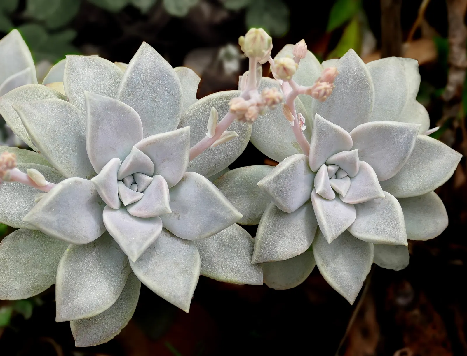 Imbricata Echeveria (Echeveria 'Imbricata') — succulent with orange and pink and red blooms