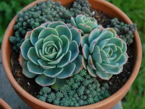 Imbricata Echeveria (Echeveria 'Imbricata') — is a captivating succulent featuring tight rosettes of blue-green leaves with a subtle pinkish hue; waiting until
