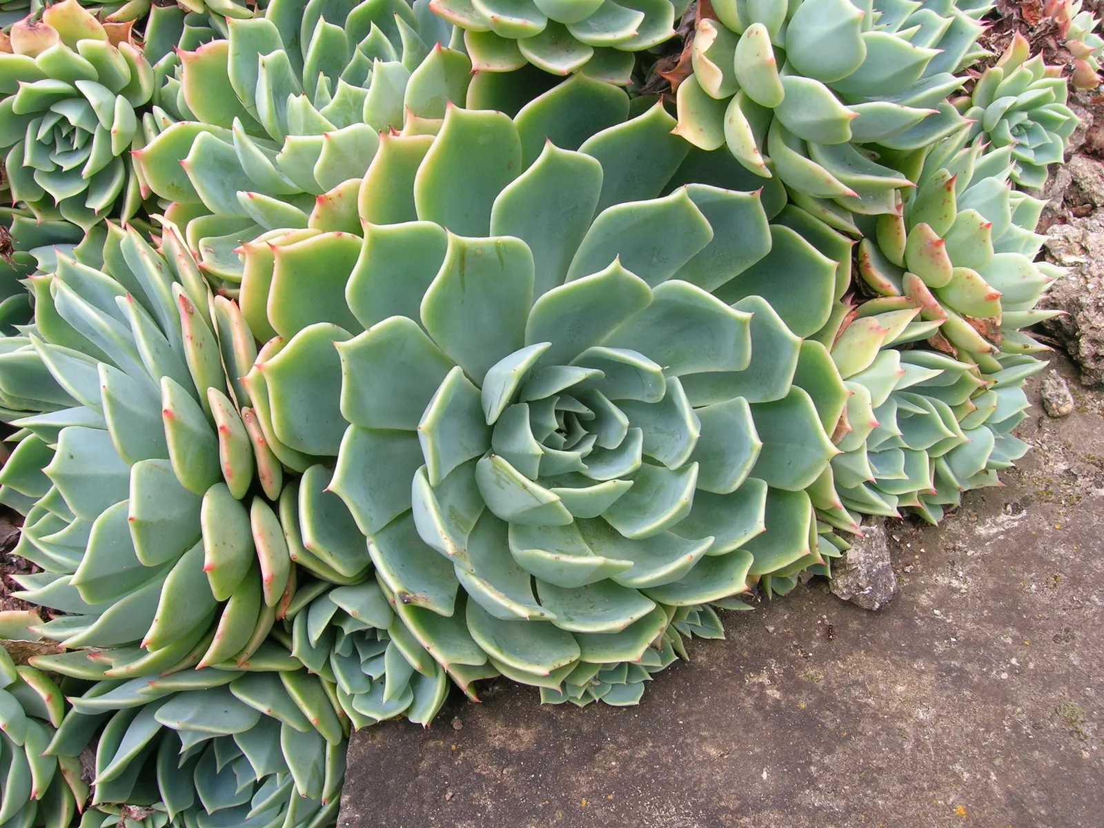 Imbricata Echeveria (Echeveria 'Imbricata') — commonly referred to as Hens and Chicks; it's ideal for rock gardens or as ground cover, creating a