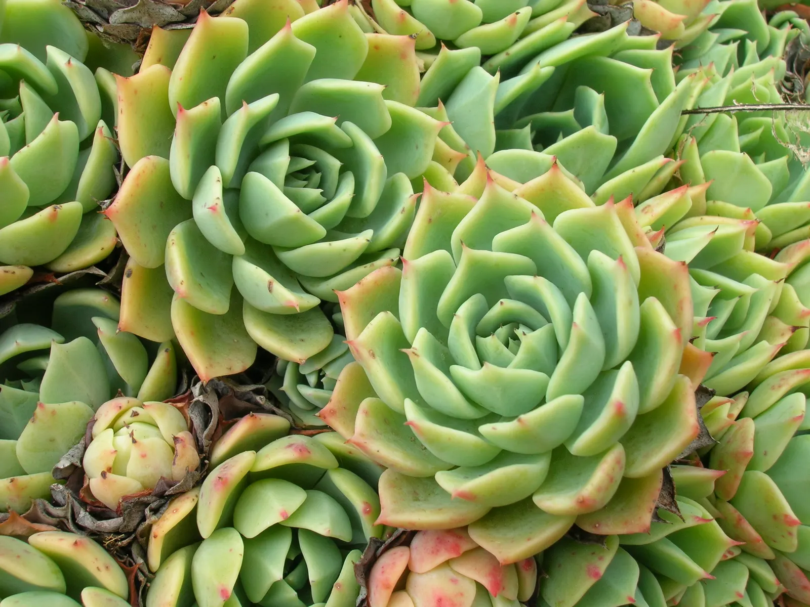 Imbricata Echeveria (Echeveria 'Imbricata') — Overwatering can lead to root rot
